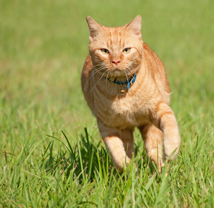 橙色的猫跑快向的查看器中绿草