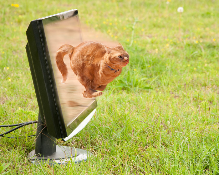 橙花猫冲出电脑显示器