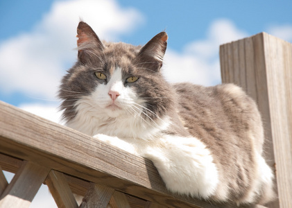 稀释印花布猫放在门廊的栏杆上，对多云春天的天空，看着观众