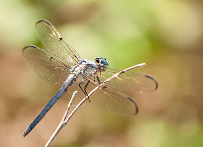 斯威夫特长翼点水蜻蜓，Pachydiplax longipennis 蜻蜓，搁在一根小树枝上