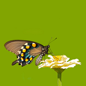 固体的绿色背景上的绿色燕尾蝶