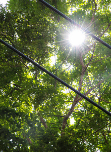 夏天午后阳光图片