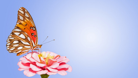 饲喂粉红色的百合草辉煌蓝色渐变背景的海湾 Fririllary 蝴蝶