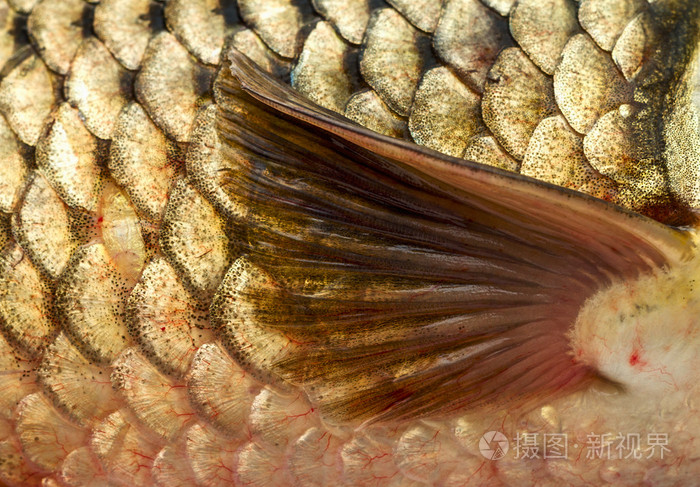 胸鳍照片-正版商用图片09q8yv-摄图新视界