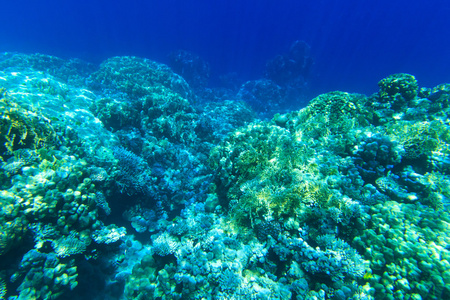 与珊瑚水下全景