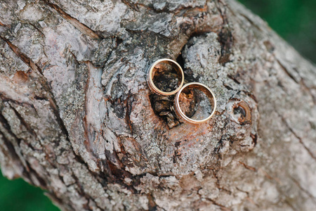 两个结婚金戒指在树枝与树皮纹理特写