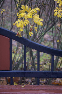 秋天的美丽。老式公园长凳附近的黄叶和玫瑰带