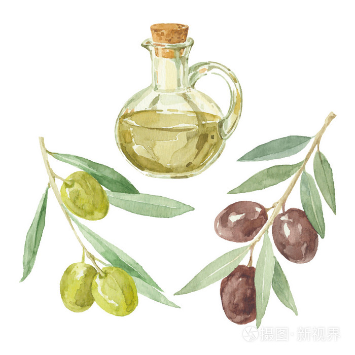 橄榄枝和橄榄油插画-正版商用图片09qceo-摄图新视界