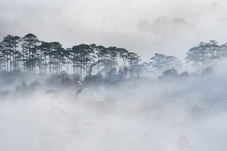 越南大叻高原的迷雾。背景松树森林与雾和太阳射线