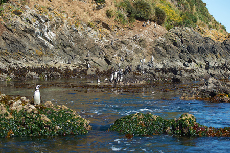 Penguins on Chilo