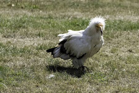 埃及秃鹫 Neophron percnopterus, 也称为白清道夫秃鹰或法老的鸡