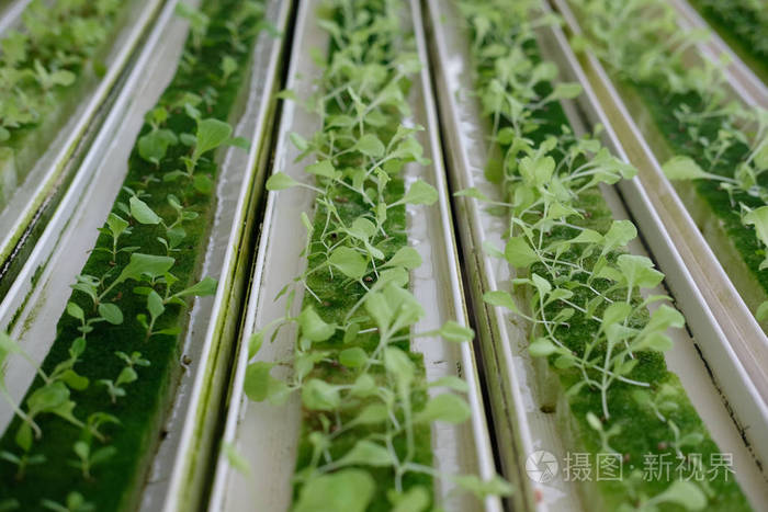 植物苗圃湿海绵中水培蔬菜苗的育苗 从农场种子中生长的生菜沙拉照片 正版商用图片09qf1s 摄图新视界