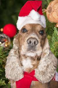 圣诞老人穿着幼犬是圣诞节圣诞