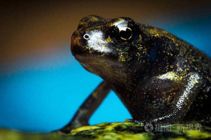 迷你小奇特夜蛙特写宏