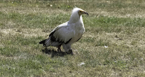 埃及秃鹫 Neophron percnopterus, 也称为白清道夫秃鹰或法老的鸡