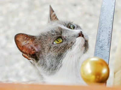 一只灰色和白色流浪猫的肖像, 要求食物和注意力