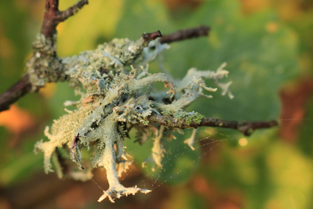 寄生虫植物.树树皮上的真菌.老树的树皮.木材真菌照片