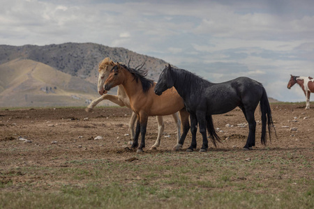 夏季犹他州沙漠中的野马