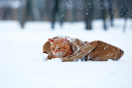 可爱的红色猫咪裹在毛毯上雪背景