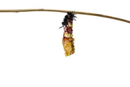 蛉蝴蝶 Cethosia 卡诺 euanthes 的分离蜕皮毛虫与修剪路径挂在树枝上