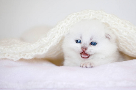 小猫在枕头上。蓝眼睛的小白猫