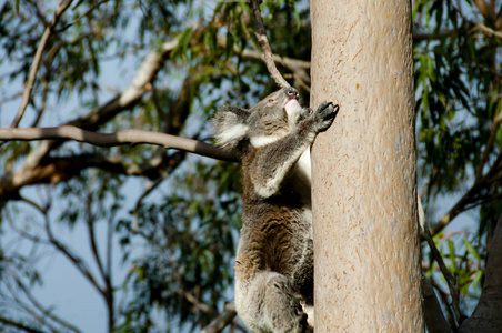 树上的考拉澳大利亚