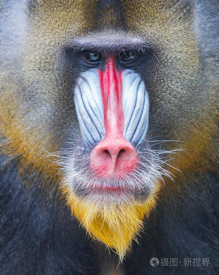 成人的山魈的肖像