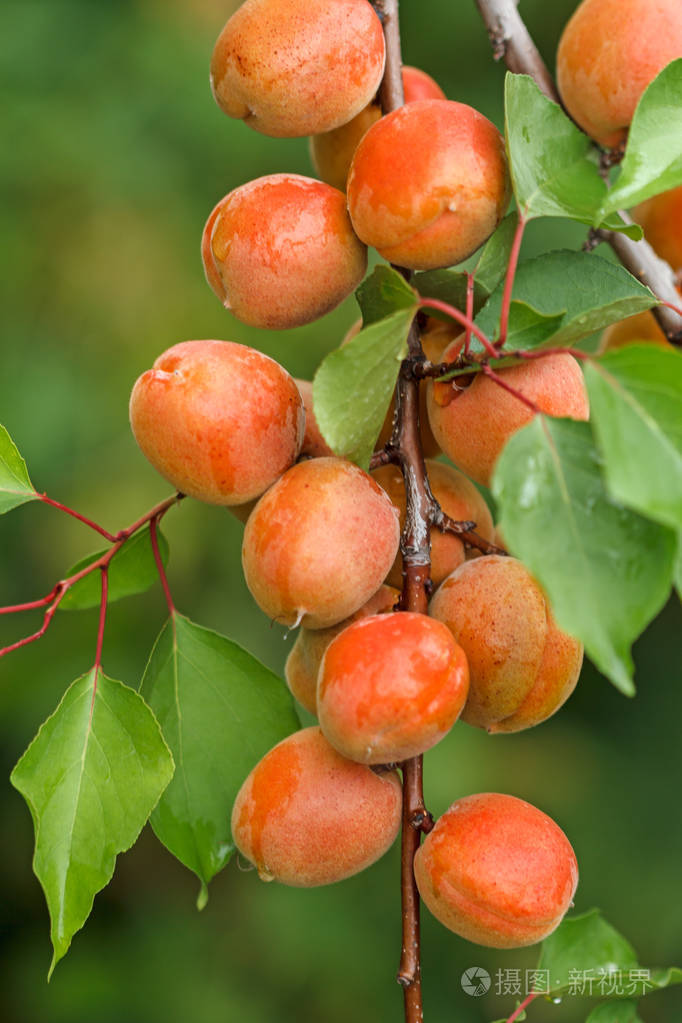 雨后有成熟杏的超载枝