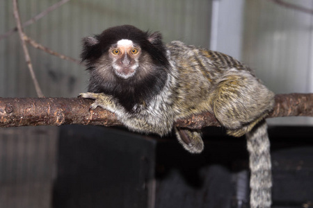 稀有黑簇绒狨猴 callithrix penicillata, 生活在南美狨猴金狮狨猴狮