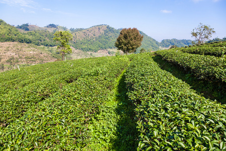 在美斯乐，泰国的茶叶种植园