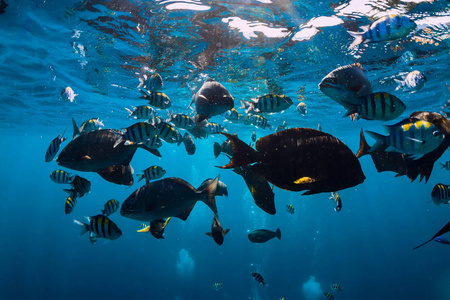 印度洋热带鱼类水下世界
