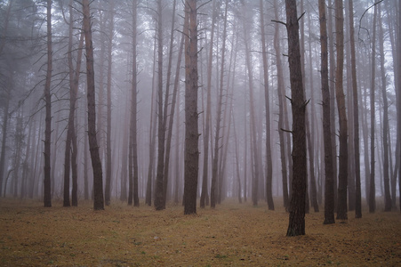 秋天的树林，在清晨的薄雾中