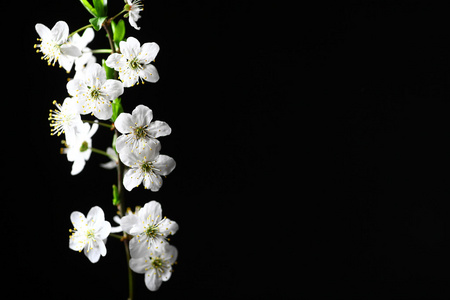 黑色的春天图片-黑色的春天素材-黑色的春天插画-摄图新视界