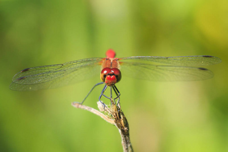 镖 Sympetrum sanguineum 挂在植被上的红肤色的雄性红色的特写。在阳光下的草地上休息