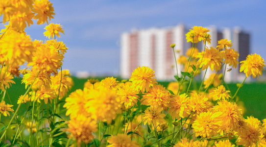 黄色的花和建筑物