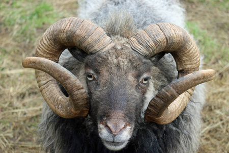 稀有品种绵羊, 有深褐色的头, 白色的鼻子, 卷曲的牛角和灰色的羊毛