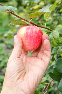 园丁手摘红苹果。雌性手伸向树上的苹果