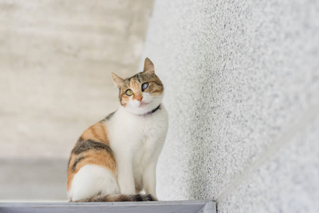 小宝贝猫肖像，关闭了图像