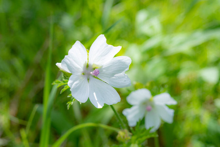 一个非常美丽明亮的 wildflowers,2018