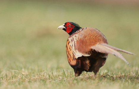 美丽的 Ringneck 野鸡