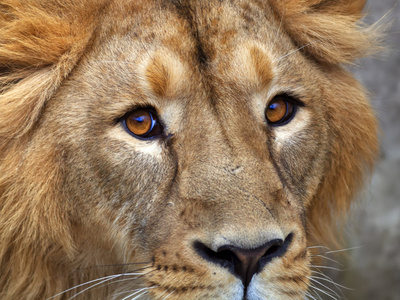 狮子的脑袋的特写肖像.与年轻的亚洲狮眼神接触照片