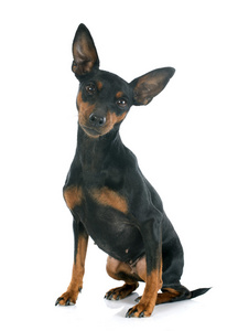 微型 pinscher