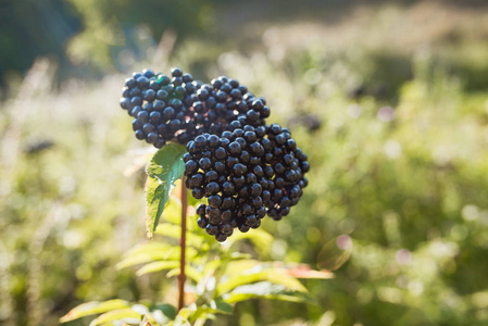 清晨阳光下森林里的黑色 elderberries照片