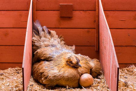 在笼子里产卵的红母鸡孵蛋