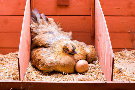 母鸡在笼子里在笼子里产卵的红母鸡孵蛋照片