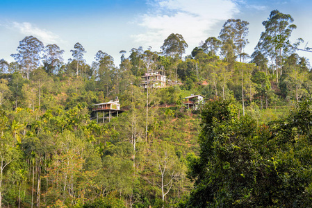 斯里兰卡茂密丛林中的三幢房屋图片