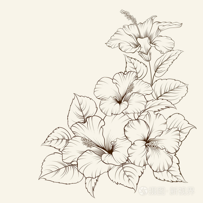 锦葵属植物的花插画-正版商用图片09qylk-摄图新视界