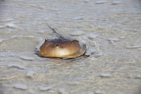 马蹄蟹谎言仰卧位图片