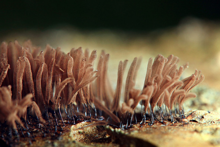 羧苄青霉素菌丝照片