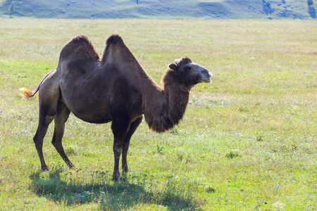 骆驼牧场图片